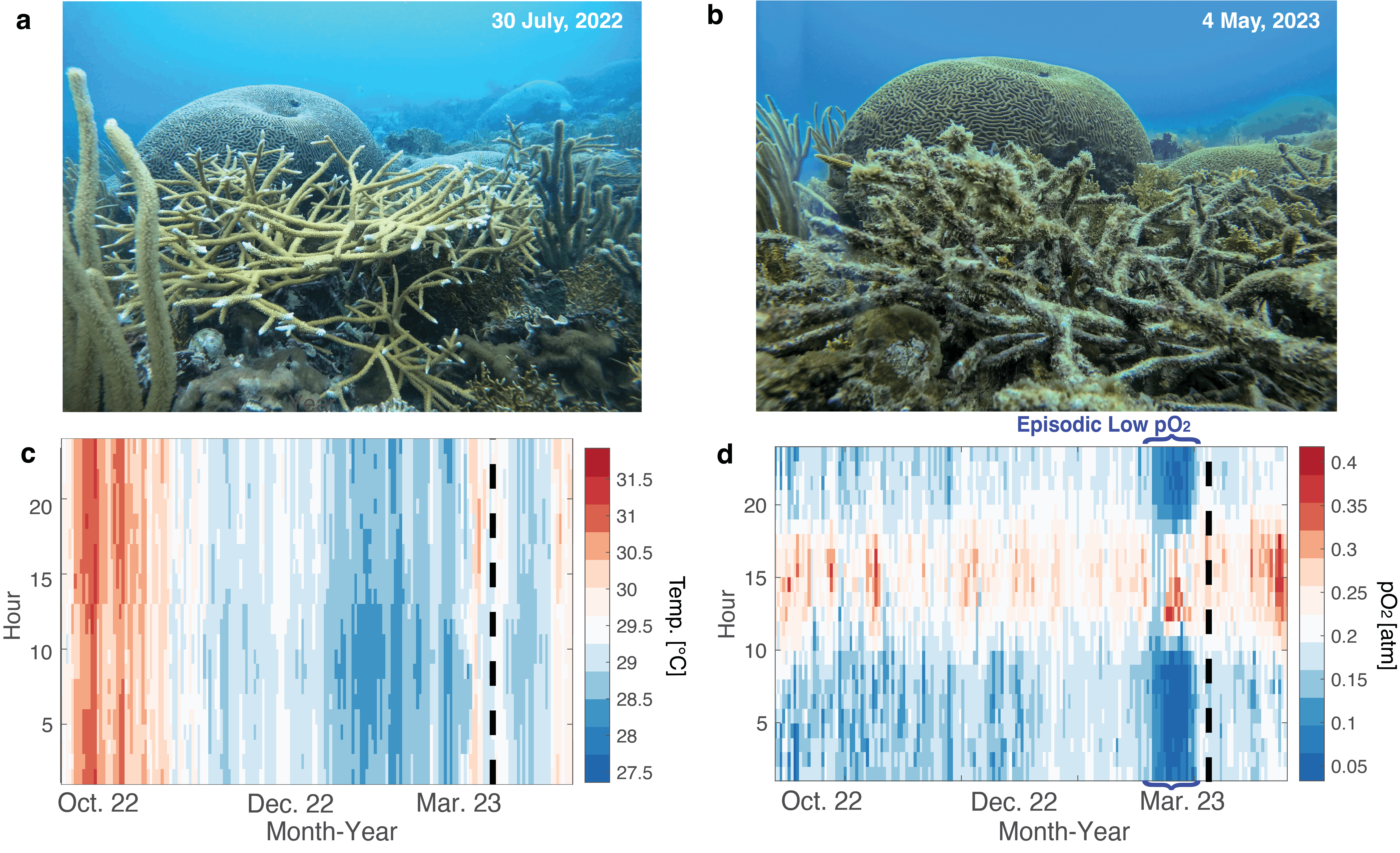 Coral reef near Bocas del Toro, Panama severely bleaches after episodic nightly low oxygen, not warming. a Healthy patch of branching A. cervicornis (foreground) at Coral Cay reef at 3 m on July 30th, 2022. b Severe bleaching throughout this site was first observed on March 23rd, 2023 (Bleaching score; B = 95%). Two weeks later all afflicted corals were found dead with turf and macroalgae growing on coral skeletons (photographed on May 4). c Temperature and d O2 partial pressure (pO2) recorded every hour (y-axes) of every day (x-axes) between Oct. 2022 - May 2023 at this site. In the two weeks before the initial bleaching observation (March 23rd; dashed black lines), pO2 was unusually low in the late night-early morning (0.05-0.10 atm; <50% saturation; dark blue vertical banding left of the dashed black line), whereas temperature in the previous three months was well within a non-stressful range. At pO₂ = 0.21 atm, seawater oxygen is in equilibrium with the atmosphere, representing the normoxic baseline.
