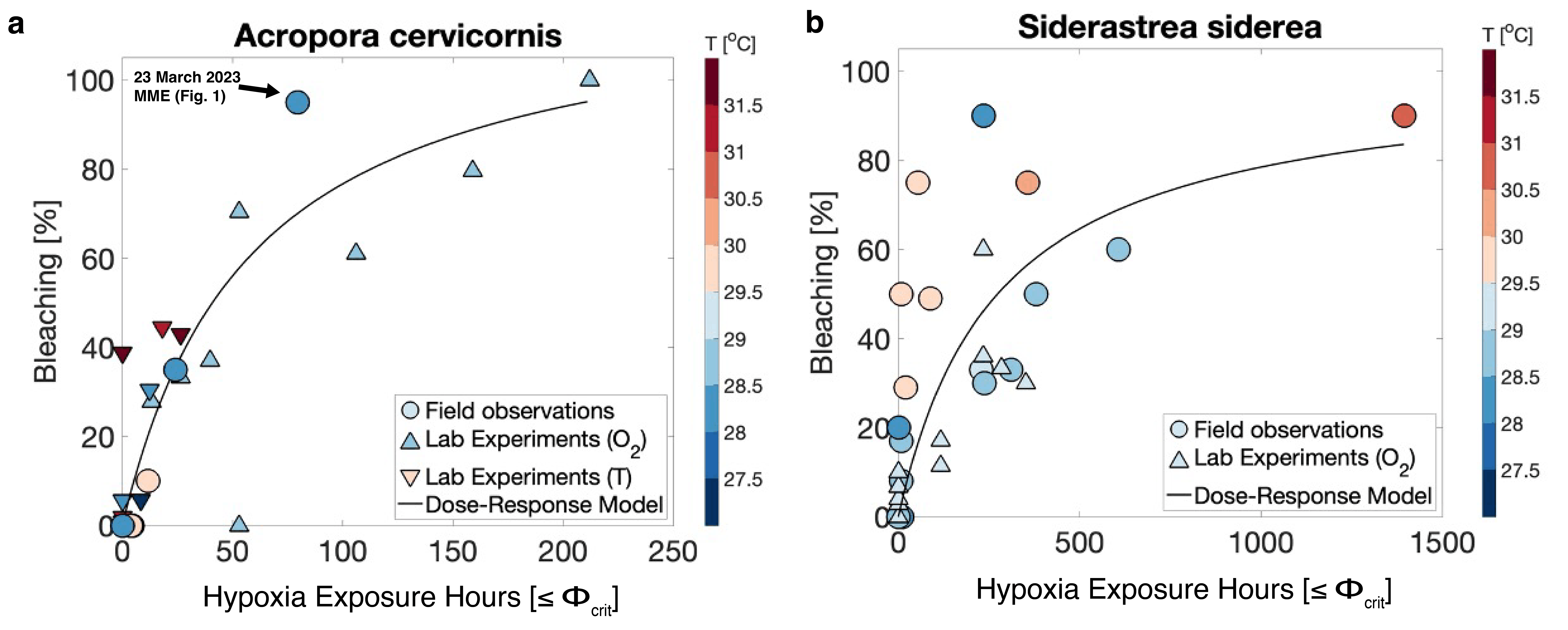 Hypoxia exposure predicts bleaching response on coral reefs. The relationship between bleaching severity (%) and hypoxic exposure Ehyp (Φcrit hours) preceding each coral bleaching observation in a Acropora cervicornis and b Siderastrea siderea. Exposure is calculated for each of the 23 in situ bleaching observations using species’ physiological traits and hourly pO2 and temperature measured across 21 reef locations, at six distinct reefs from depths between 3-15 m during 2021-2023 (circles). For comparison, the trait-based exposure metric (Ehyp) is also calculated from laboratory bleaching experiments with chronic and intermittent hypoxia (upward triangles) and temperature treatments (downward triangles). Symbol colors indicate the recency-weighted mean temperature leading up to each observation (field), or experimental treatment temperature (lab) with the color scale centered at the regional average (29.5C).