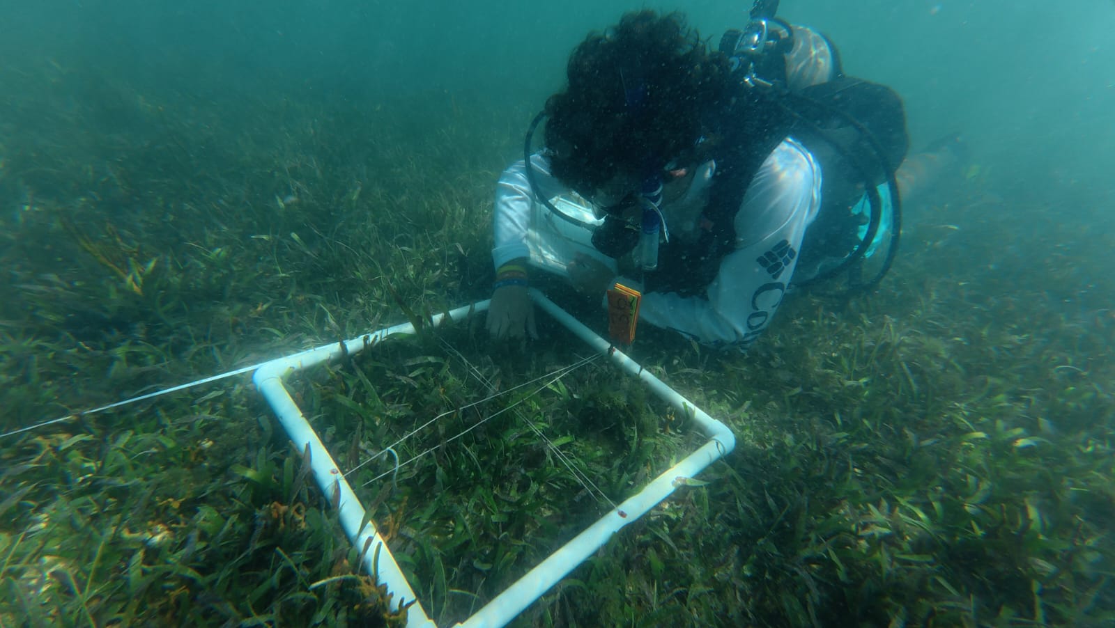 Jonathan Burnap monitoring seagrass health