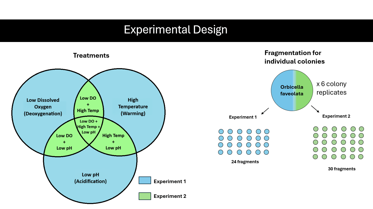 Experimental Design with Carolina Cesar and Nicole Foldi